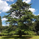 Céder atlantský (Cedrus Atlantica) - výška 140-160 cm, kont. C18L